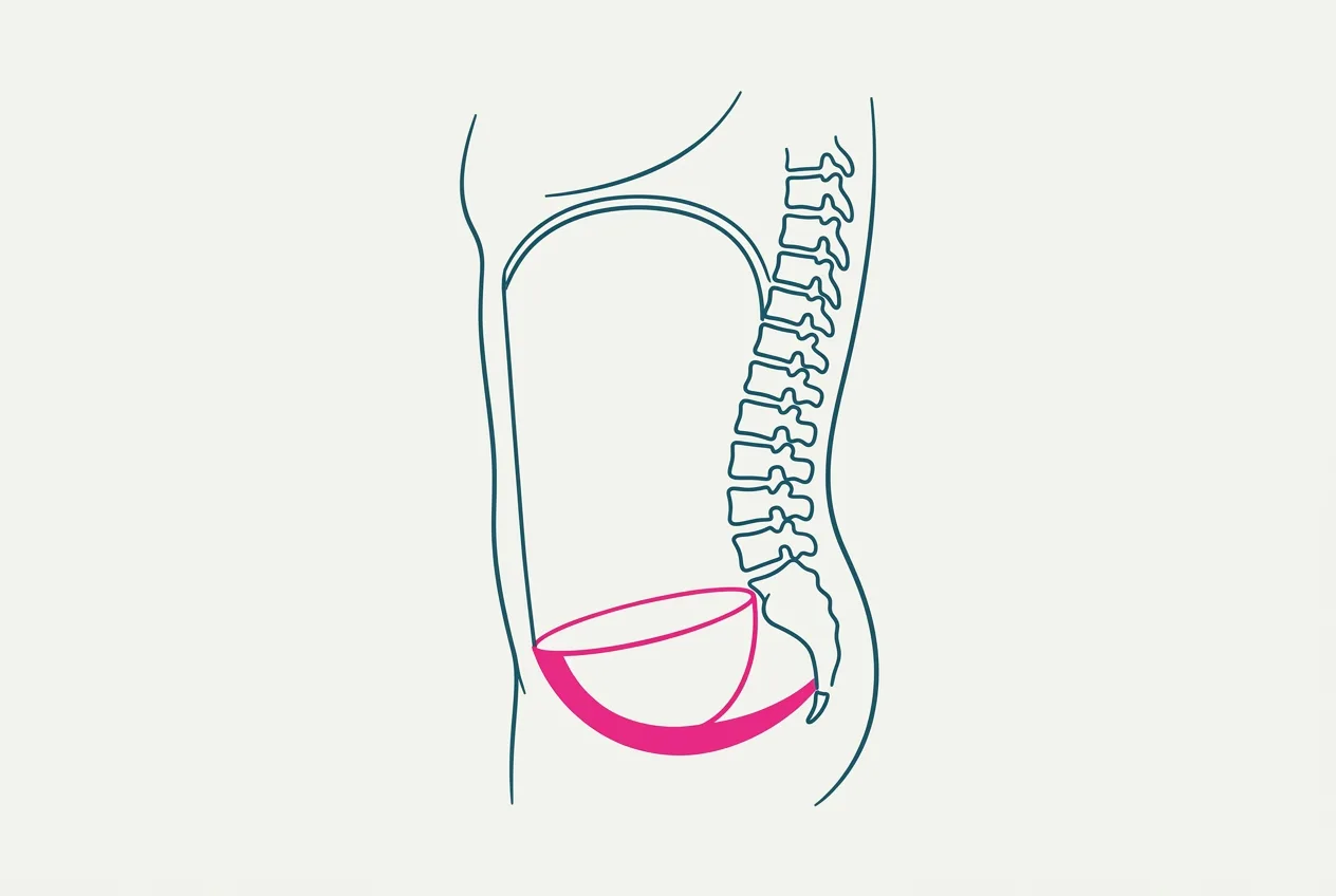 L'abdominal box: una scatola muscolare chiusa dal diaframma in alto e dal pavimento pelvico in basso