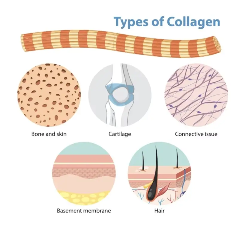 Anatomia funzionale e abdominal core: cause e conseguenze della diastasi dei retti — tipi di collagene
